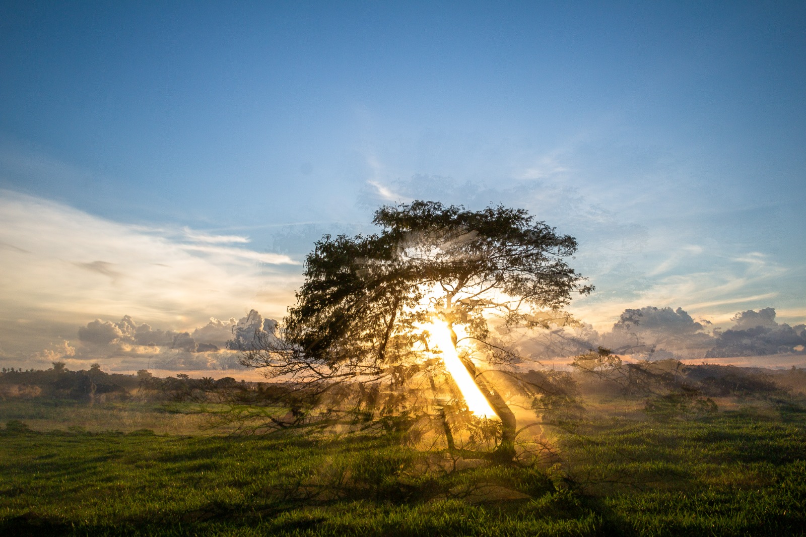 Em meio a um gramado, os raios de sol atravessam uma árvore
